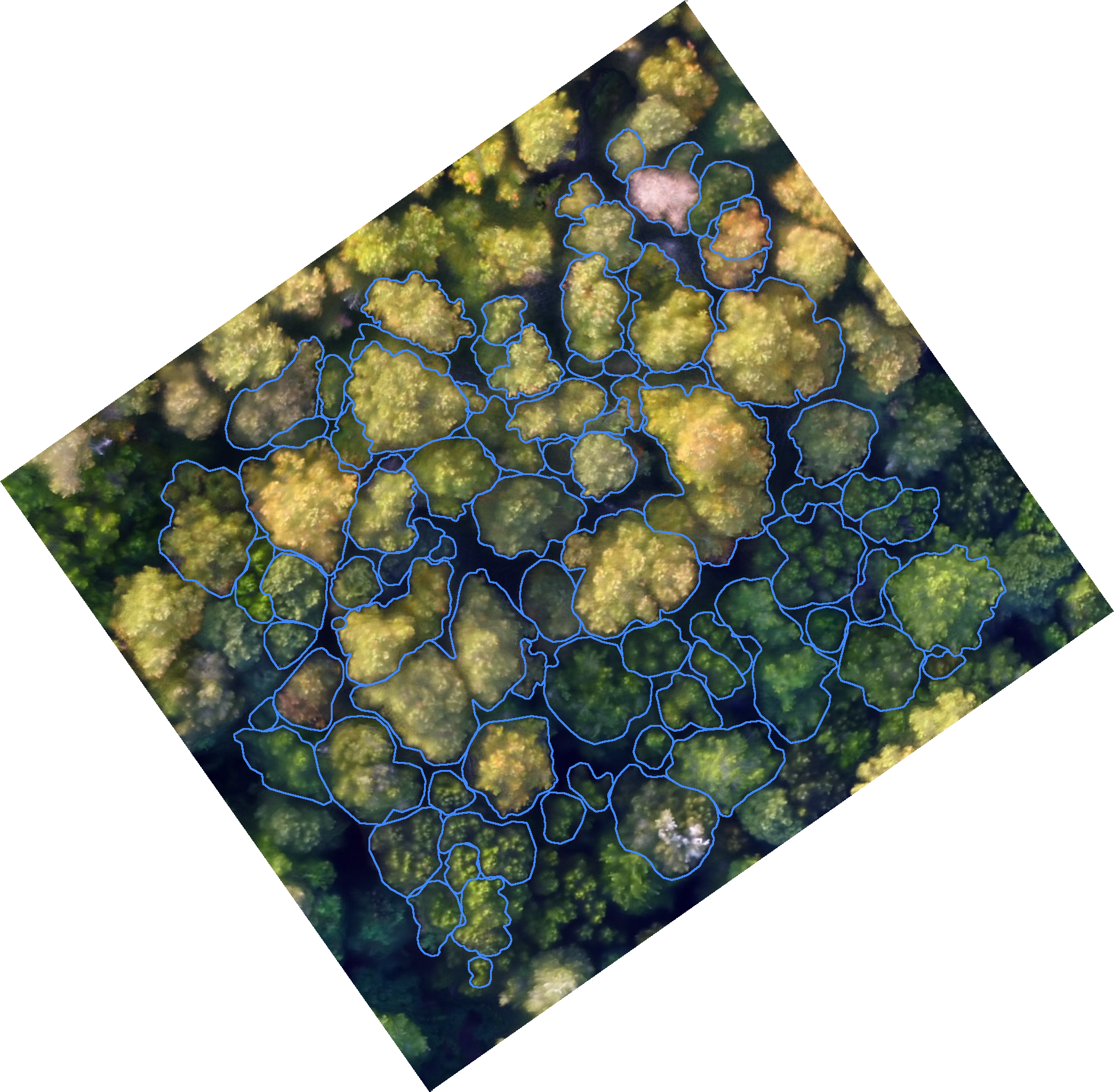 sample_image