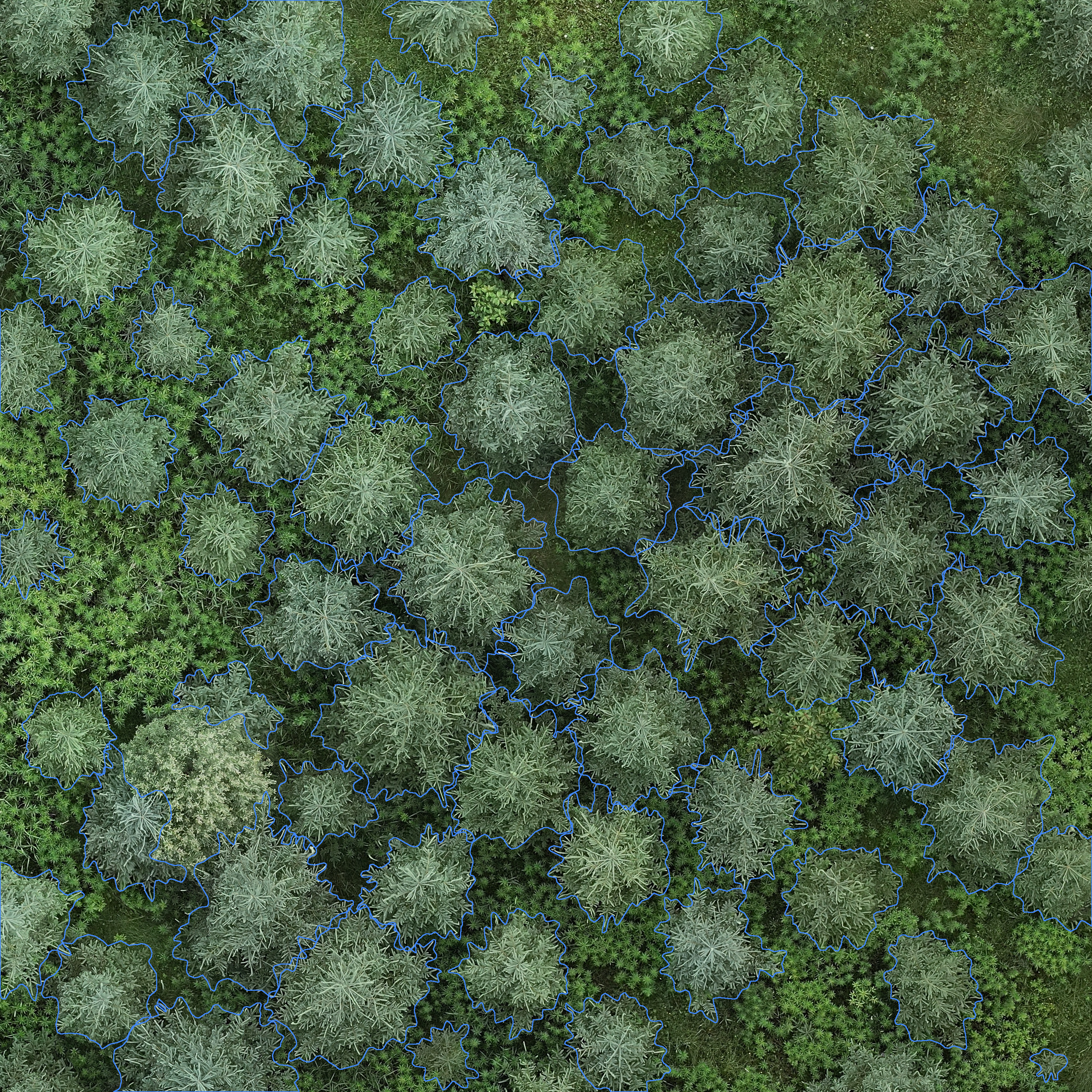 sample_image